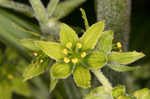 Green false hellebore